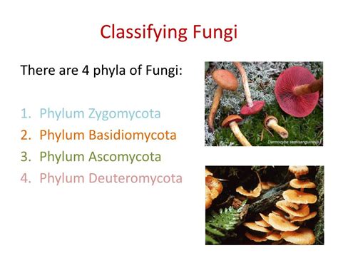Ppt Section 53 Kingdom Fungi Pgs 152 158 Powerpoint Presentation