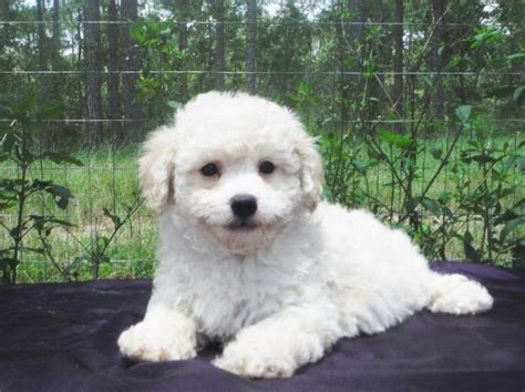 Cambeas bichon frise puppies available for sale in clearwater florida. Bichon Frise Poodle Hybrid Pups - PooChon / Bich Poo ...
