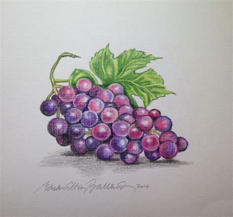 Grapes Color Pencil Drawing Drawings Artwork