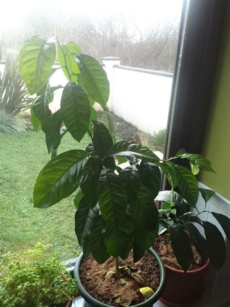 Diagnosis Lemon Plant Dropping And Browning Leaves