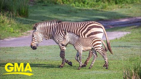 See some of the 300 new babies at Disney’s Animal Kingdom - The Global