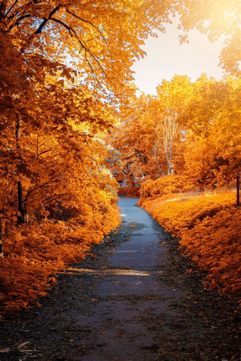 Wallpaper Autumn Foliage Leaves Path Resolution4000x6000 Wallpx