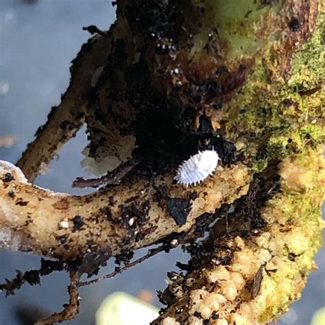 How To Get Rid Of Mealybugs In Soil Root Mealybug Control