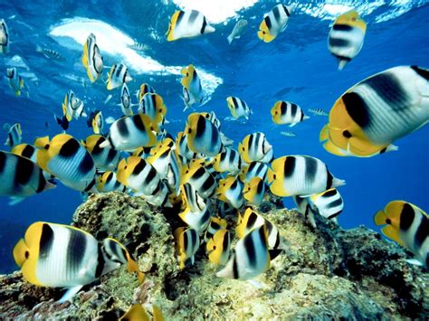 Butterflyfish Tropical Ocean Sea Underwater Wallpapers