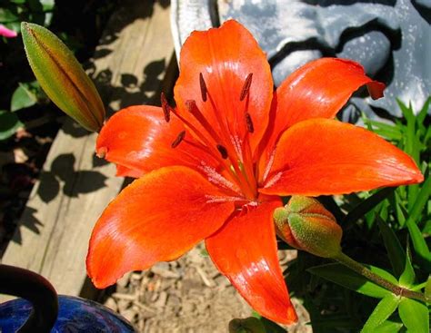 Poppular Photography Orange Tiger Lilies