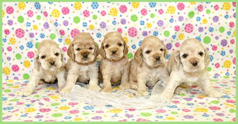 From birth to about four weeks puppies should be nursing from their mothers. 4 week old pups full of cuteness in 2020 | American cocker ...