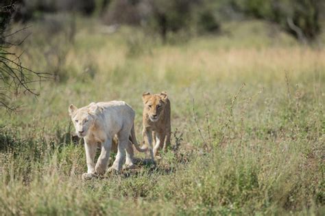Video Extremely Rare White Lions Caught On Camera Africa Geographic