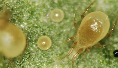 New Rearing Method Allows For Better Production Predatory Mite