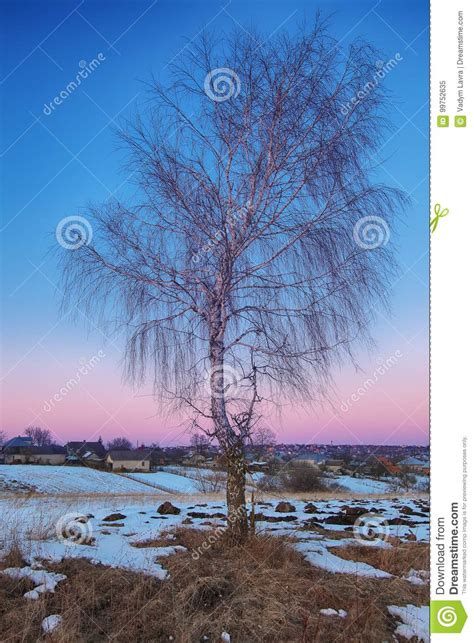 Beautiful Winter Field Landscape With Lonely Birch Tree Stock Image