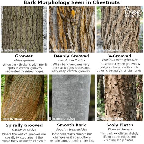 10 Different Types Of Chestnut Trees And Identifying Features