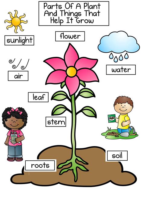 Great Anchor Chart For A Plant Unit Science Worksheets Science