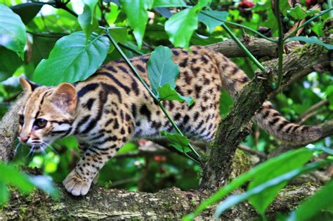 Indian Leopard Cat Profile Description Facts Traits Care