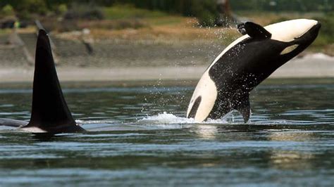 Washington State To Hire Official To Enforce Orca Protection Laws Fox
