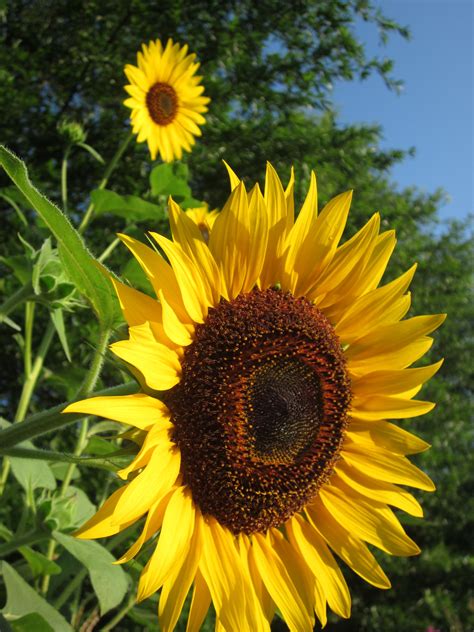 Giant Beauty Giant Sunflower Sunflower Garden Sunflower Art