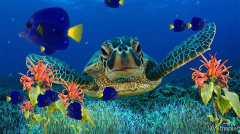 Sea Turtle Underwater Flora Fish Art Wallpaper Hd