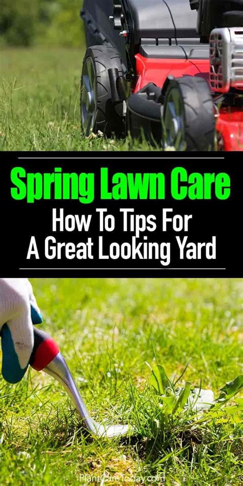 Spring Lawn Care How To Tips For A Great Looking Yard Spring Lawn
