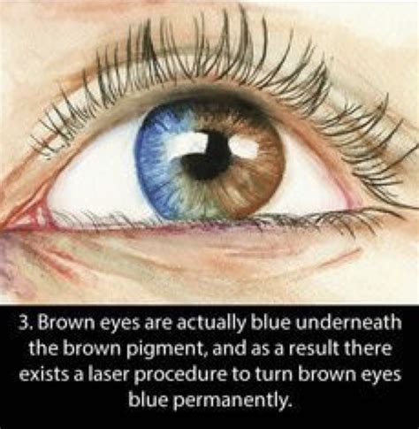 Pin By Jade Parker On Brown Eyes Fun Facts About Yourself Eye Facts