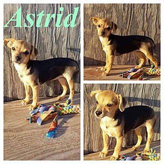 We are a local ct rescue dedicated to those rescue and abused dogs that can't speak for themselves. New Milford, CT - Chihuahua Mix. Meet Astrid, a puppy for ...