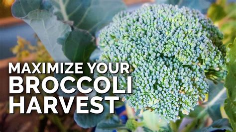 5 Must Follow Tips For Harvesting Broccoli Youtube