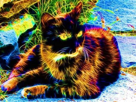 24 Best Rainbow Cats Images On Pinterest Animals Rainbow Colors And