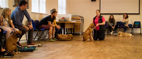 Puppy Training And Socialisation Classes Near Me 3 This 5 Week