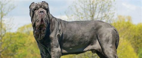 Neapolitan Mastiff Dog Breed History And Some Interesting Facts