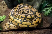 Reticulated Python Joins Reptile House - The Houston Zoo