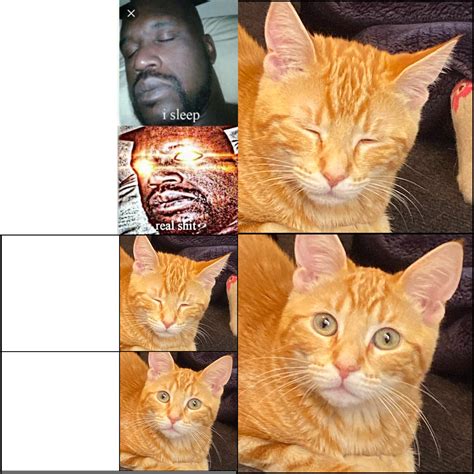 New Meme Format Memes Cats