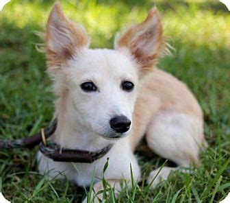 Before you decide to buy a yorkie, learn a little more about their origins, personality. San Diego, CA - Corgi/Pomeranian Mix. Meet Brianna, a puppy for adoption. http://www.adoptapet ...
