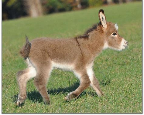 Donkey Wallpapers Fun Animals Wiki Videos Pictures Stories