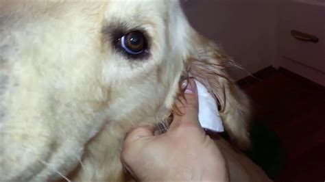 Otite Canina Causas Diagnóstico E Tratamento Youtube