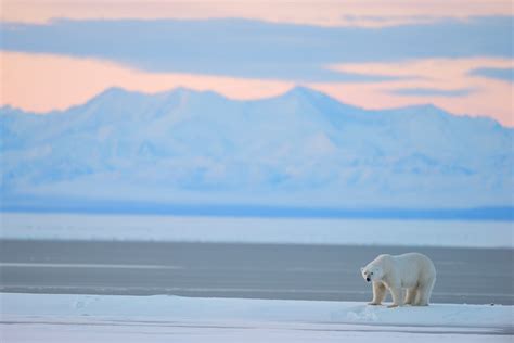 Anwr Trip Photos Polar Bear And Brooks Range Arctic National Wildlife