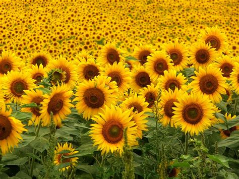 Sunflowers Wallpapers Hd Wallpapers Id 5658
