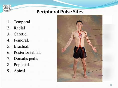 Peripheral Pulse Locations Diagram Quizlet