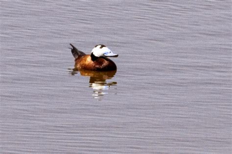 Birding Axarquia Black Headed White Headed Duck At The Guadalhorce