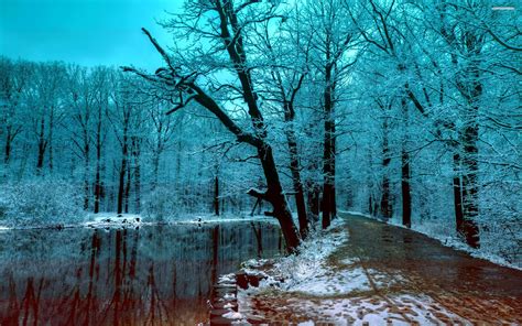 Pin by Semuel on Winter Beauty | Winter wallpaper, Winter forest ...