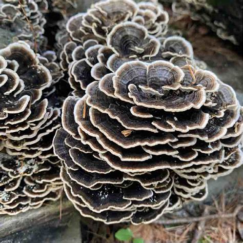 turkey tail strain information and culture availability