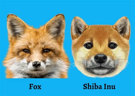 15 Must Know Shiba Inu Pros And Cons Before You Get One