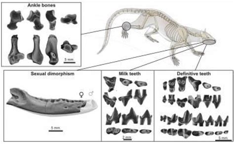 Newly Discovered ‘dormaalocyon Latouri Fossils Shed Light On Origins