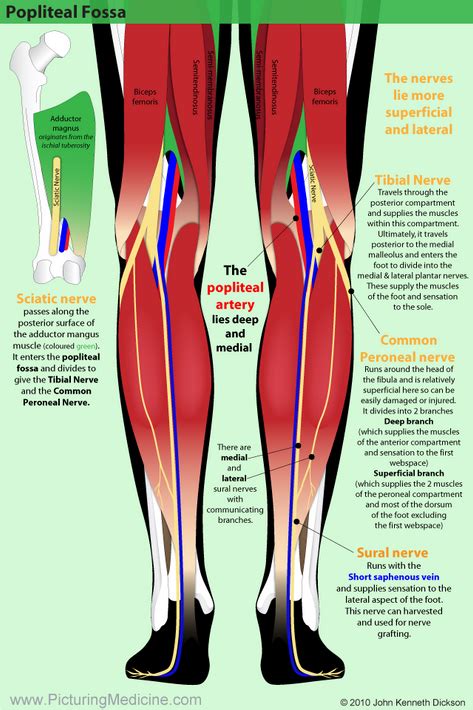 Leg Anatomy Tipsinplasticsurgery
