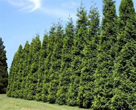 17 Best Trees For Privacy Screen That Grow Fast Hort Zone