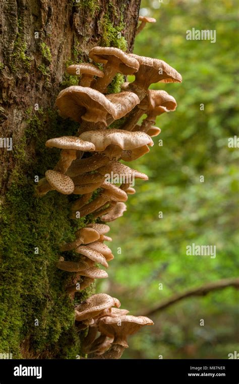 Honey Fungus Tree Hi Res Stock Photography And Images Alamy