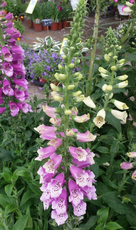 Join facebook to connect with สี' ม่วง and others you may know. ดอกไม้สีม่วง