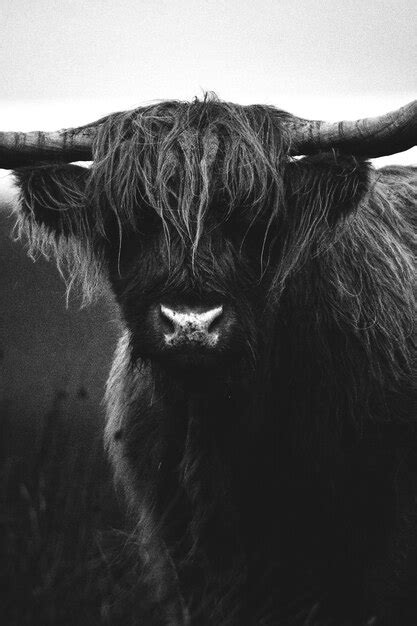 Premium Photo Closeup Of Hairy Scottish Highland Cattle Grayscale