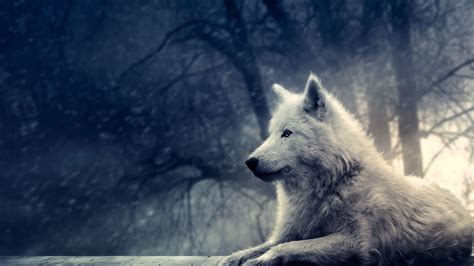 Wallpapers Lobos En Hd Taringa Wolf Photos Wolf Background White