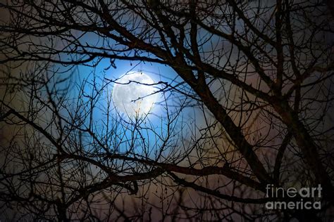 Full Moon Through Tree Branches Photograph By Miguel Claroscience