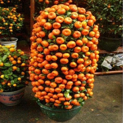 Online Buy Wholesale Potted Orange Trees From China Potted
