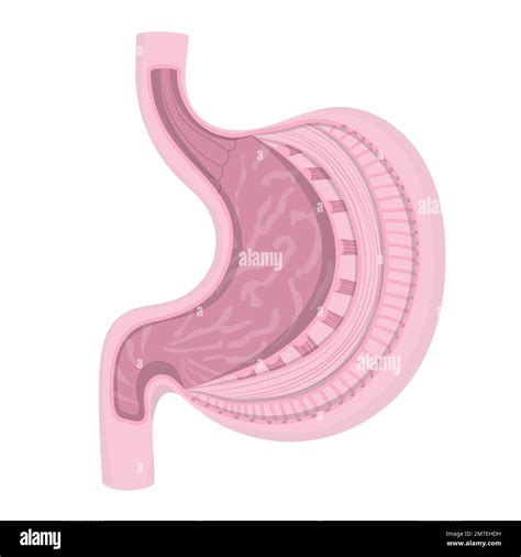 Human Stomach Anatomical Illustration Longitudinal Section