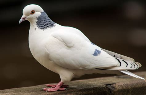 White Pigeons 101 Physical Characteristics Habitat Behavior And