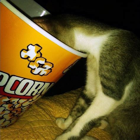 Can Cats Eat Popcorn Catster